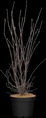 Spiraea vanhouttei - 80-100 CM C2 - image 3
