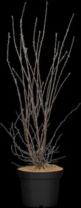 Spiraea vanhouttei - 80-100 CM C2 - image 3