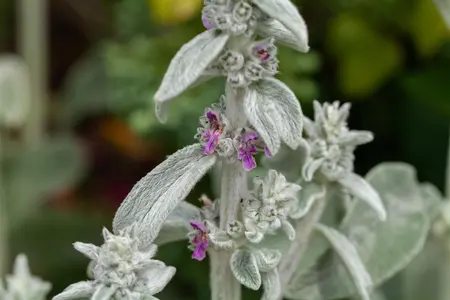 Stachys byzantina - 5 Ltr pot - image 1