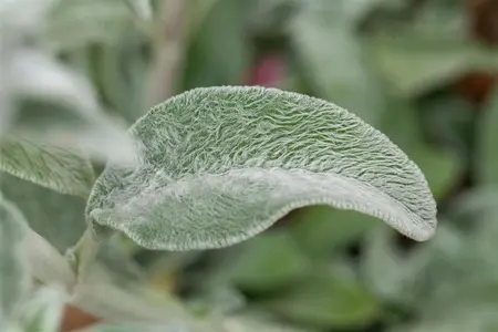 Stachys byzantina - 5 Ltr pot - image 2