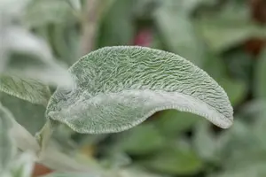 Stachys byzantina - 5 Ltr pot - image 2