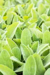 Stachys byzantina 'Big Ears' - PLUG/CELGROWN 100 CEL TRAY - image 4