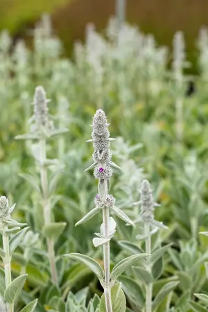 Stachys byzantina 'Big Ears' - 2 Ltr pot - image 1