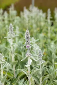 Stachys byzantina 'Big Ears' - 2 Ltr pot - image 4