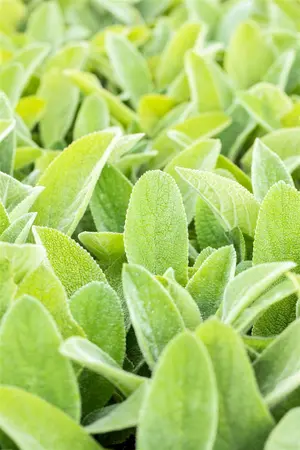 Stachys byzantina 'Big Ears' - 2 Ltr pot - image 4