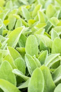 Stachys byzantina 'Big Ears' - 2 Ltr pot - image 4