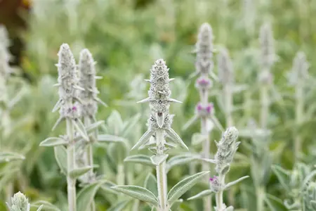 Stachys byzantina 'Big Ears' - PLUG/CELGROWN 100 CEL TRAY - image 2