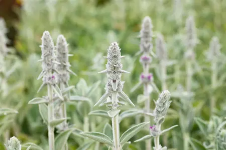 Stachys byzantina 'Big Ears' - 2 Ltr pot - image 2