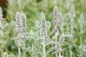 Stachys byzantina 'Big Ears' - 2 Ltr pot - image 2