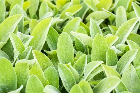 Stachys byzantina 'Big Ears' - 2 Ltr pot - image 3