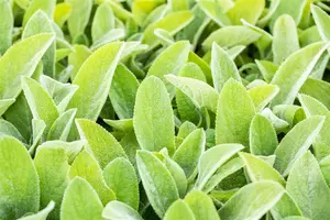 Stachys byzantina 'Big Ears' - 2 Ltr pot - image 3