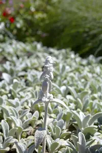 Stachys byzantina 'Silver Carpet' - 5 Ltr pot - image 5