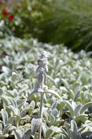 Stachys byzantina 'Silver Carpet' - PLUG/CELGROWN 100 CEL TRAY - image 1