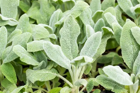 Stachys byzantina 'Silver Carpet' - 5 Ltr pot - image 5