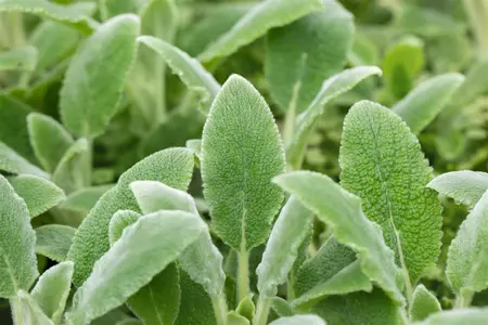 Stachys byzantina 'Silver Carpet' - PLUG/CELGROWN 100 CEL TRAY - image 3
