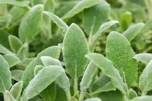 Stachys byzantina 'Silver Carpet' - PLUG/CELGROWN 100 CEL TRAY - image 3