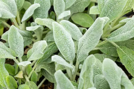 Stachys byzantina 'Silver Carpet' - PLUG/CELGROWN 100 CEL TRAY - image 4