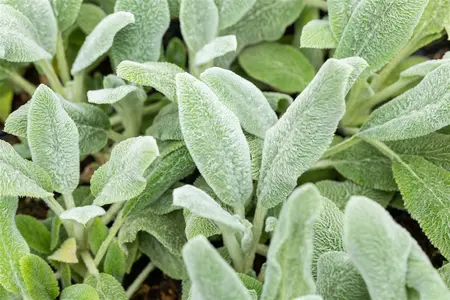 Stachys byzantina 'Silver Carpet' - 1.5 Ltr pot - image 4
