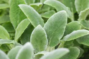 Stachys byzantina 'Silver Carpet' - PLUG/CELGROWN 100 CEL TRAY - image 2