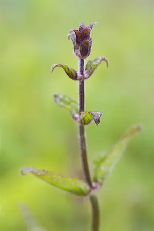 Stachys off. 'Miss Magenta' (Betonica) - P9 - image 1