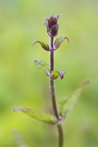 Stachys off. 'Miss Magenta' (Betonica) - P9 - image 1