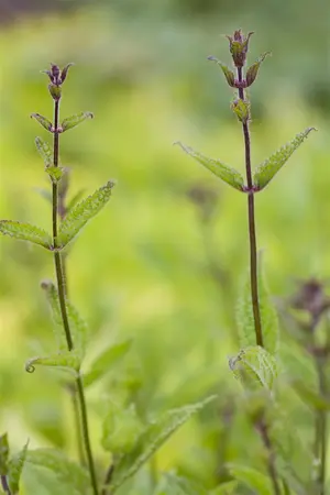 Stachys off. 'Miss Magenta' (Betonica) - P9 - image 2
