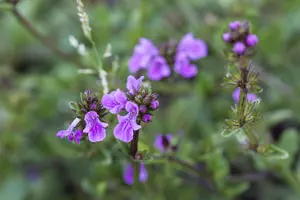 Stachys off. 'Miss Magenta' (Betonica) - P9 - image 3