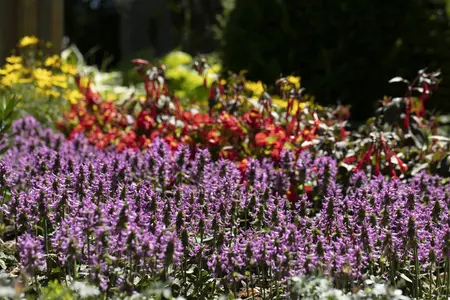 Stachys officinalis - P11