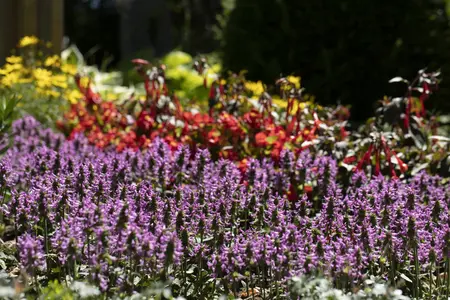Stachys officinalis 'Ukkie' - 2 Ltr pot