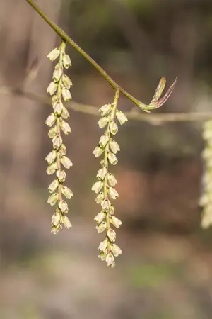 Stachyurus chin. 'Joy Forever' - 3 Ltr pot