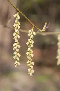 Stachyurus chin. 'Joy Forever' - 3 Ltr pot