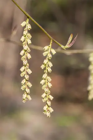 Stachyurus chin. 'Wonderful Image' - 175-200 CM RB