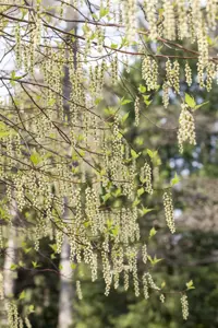 Stachyurus praecox - 125-150 CM C30 - image 4