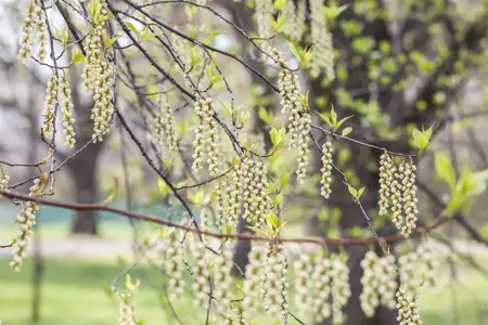 Stachyurus praecox - 125-150 CM C30 - image 1