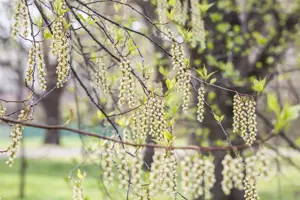 Stachyurus praecox - 125-150 CM C30 - image 5
