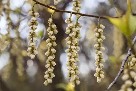 Stachyurus praecox - 125-150 CM C30 - image 3