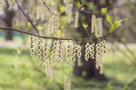 Stachyurus praecox - 20 Ltr pot - image 2