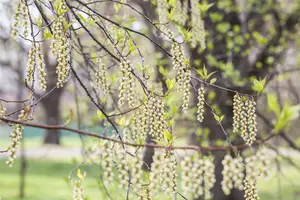 Stachyurus praecox - 150-175 CM C45 - image 5