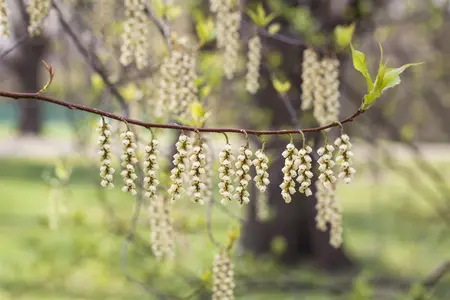 Stachyurus praecox - 150-175 CM C45 - image 2