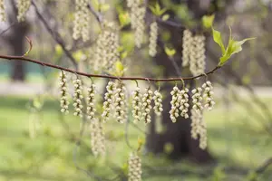Stachyurus praecox - 150-175 CM C45 - image 2