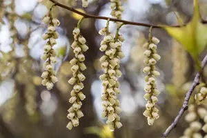 Stachyurus praecox - 150-175 CM C45 - image 3