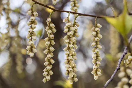 Stachyurus praecox - 30-40 CM C2 - image 3