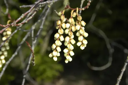 Stachyurus praecox - 80-100 CM C7.5 - image 5