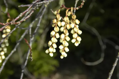 Stachyurus praecox - 20 Ltr pot - image 5