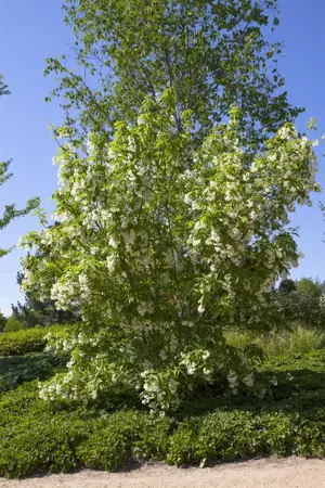 Staphylea colchica - 150-175 CM C20 - image 2