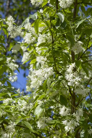 Staphylea colchica - 100-125 CM C20 - image 1
