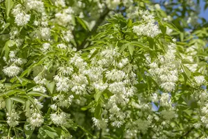 Staphylea colchica - 100-125 CM C20 - image 3