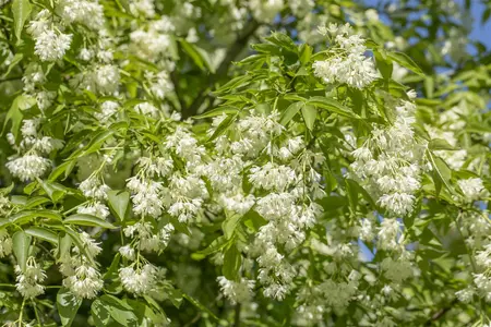 Staphylea colchica - 80-100 CM C10 - image 3