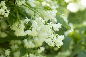 Staphylea colchica - 80-100 CM C10 - image 4