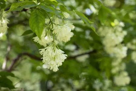 Staphylea colchica - 80-100 CM C10 - image 5